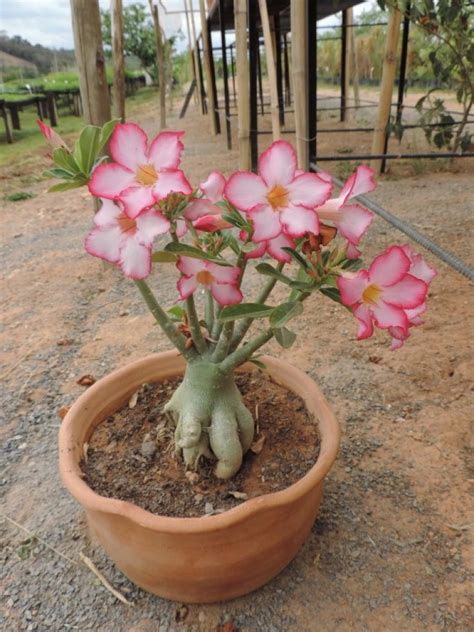 Como Cuidar De Sua Rosa Do Deserto Arvorez