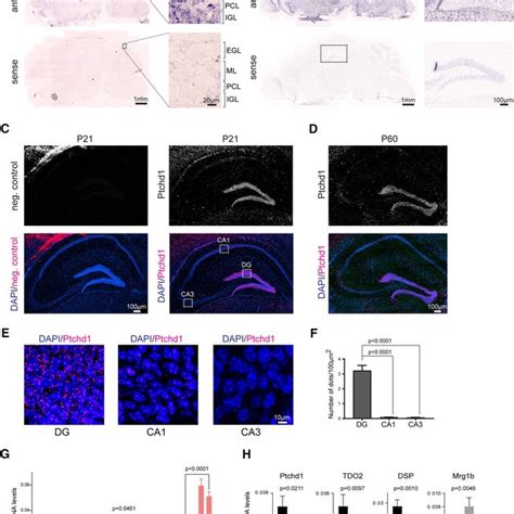 Ptchd Mrna Distribution In The Mouse Brain A Ptchd In Situ