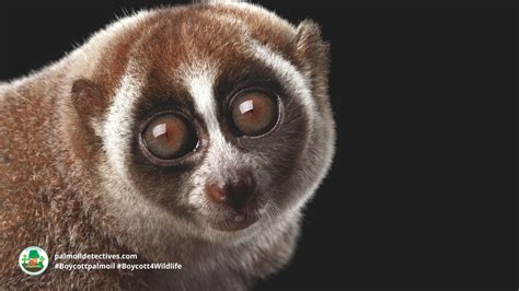 Bengal Slow Loris Nycticebus Bengalensis Palm Oil Detectives