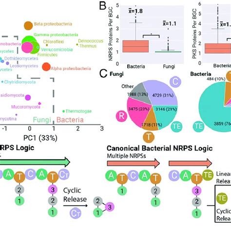 Pdf An Interpreted Atlas Of Biosynthetic Gene Clusters From 1000