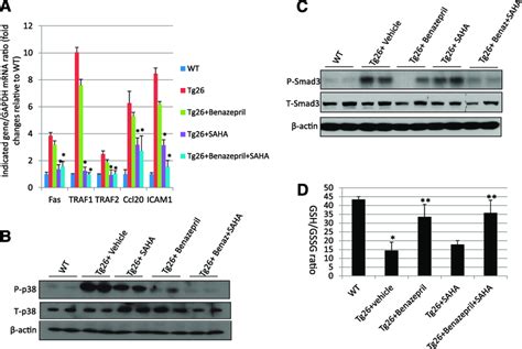 Validation Of The Pathways Predicted To Be Affected By ACEI Or HDACI