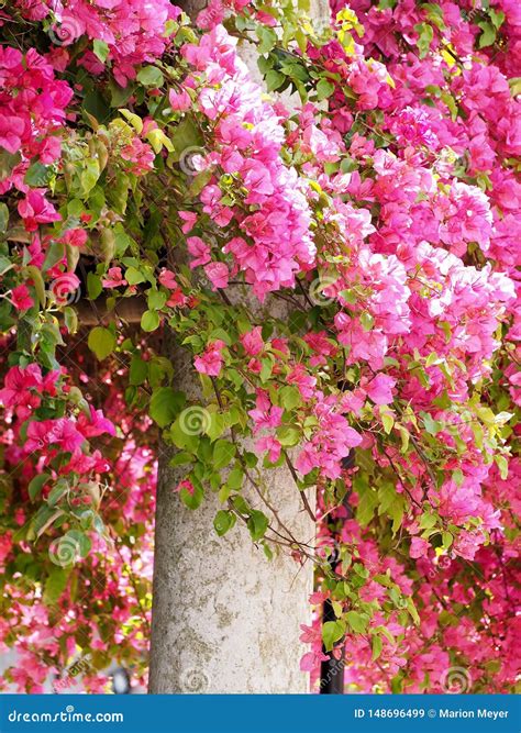 Wunderbare Rosa Bl hende Azaleenblumen Stockbild Bild von schön