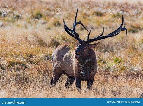 A Bull Elk with Vegetation on Antlers during the Fall Breeding Season ...