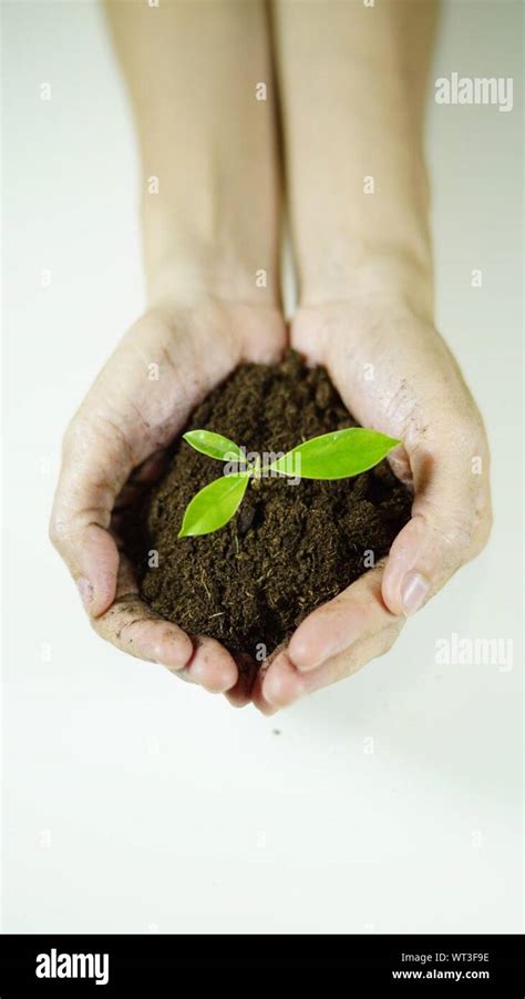 Manos Sosteniendo Peque A Planta Fotograf As E Im Genes De Alta