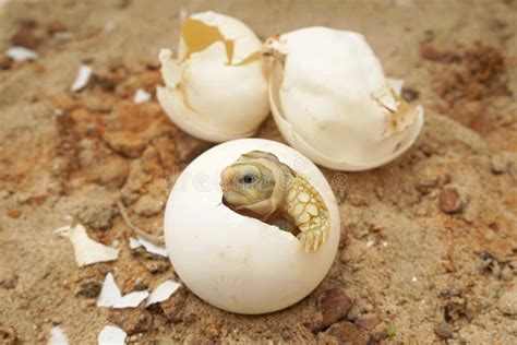 Cute Portrait of Baby Tortoise Hatching Africa Spurred Tortoise Stock ...