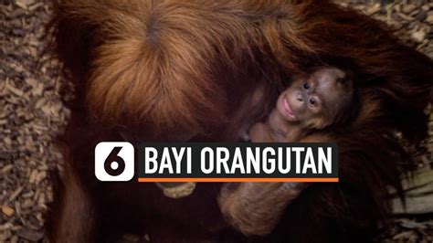 VIDEO Bayi Orang Utan Sumatera Yang Terancam Punah Lahir Di Inggris