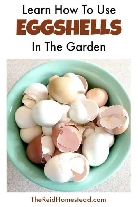 Ways To Use Eggshells Artofit