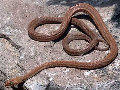 Snake Species Bogertophis Rosaliae Baja California Rat Snake