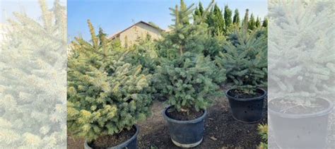 Ель голубая Глаука, ель зеленая Глаука купить в Ставрополе | Товары для ...