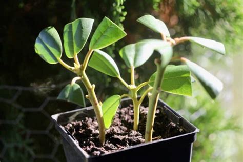 How To Propagate Rhododendron From Cuttings Farmhouse And Blooms