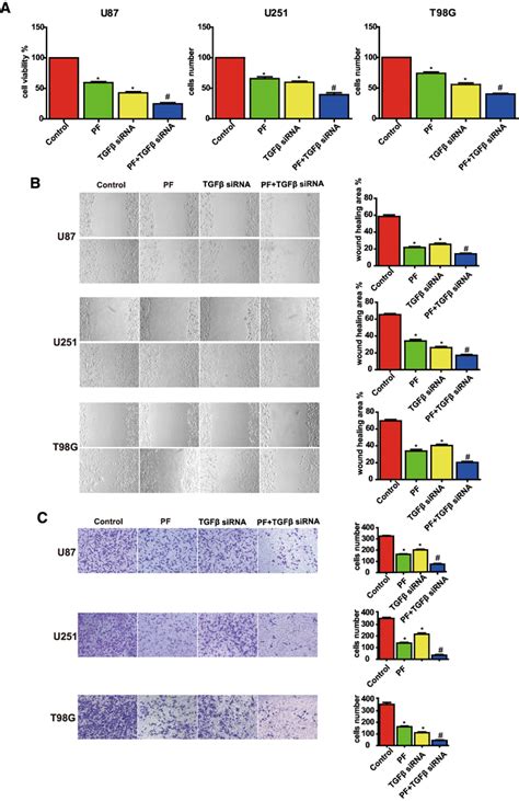 TGFβ knockdown enhances paeoniflorin induced cell proliferation