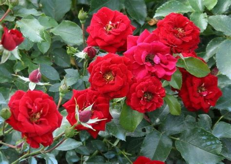 Miniature Rose | Plants Rose World