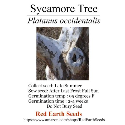 Amazon.com : 50 Sycamore Tree Seeds - Platanus occidentalis ...