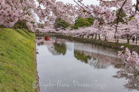 Cherry Blossoms at Hikone Castle, Shiga-ken, Japan. Cherry blossoms ...