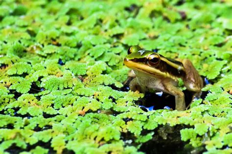 Green Lotus Frog Stock Photo Image Of Green Amphibian 58374914