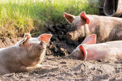 Perro Caracter Sticas Alimentaci N H Bitat Reproducci N Depredadores