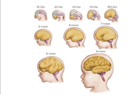 Presentaci N En Forma Creativa Del Desarrollo Del Cerebro Humano Y