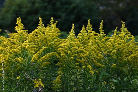 Tall goldenrod flowers. Seasonal background material. An insect ...