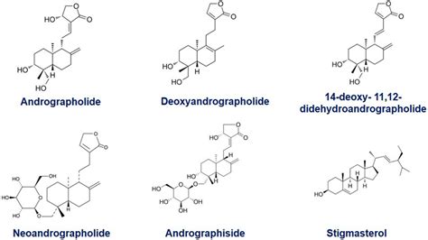 Frontiers The Adroitness Of Andrographolide As A Natural Weapon Against Colorectal Cancer