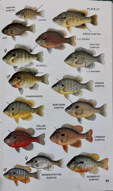 Plate Bantam Sunfish Juvenile Green Sunfish L P Miniatus Spotted