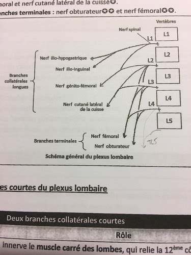 Innervation Membre Pelvien Cartes Quizlet