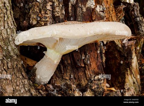 Pleurotus dryinus creciendo en un tronco muerto de un árbol León