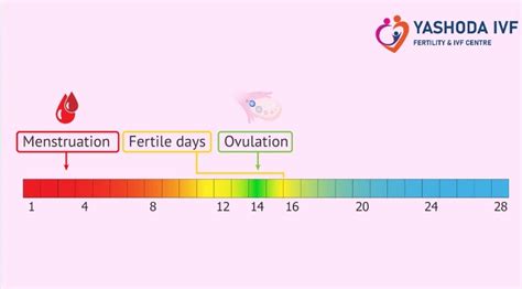 Hysterosalpingogram Hsg Test Complete Process And Solution