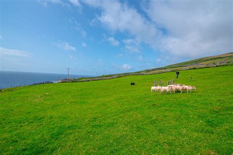 Slea Head Drive Your Guide To Dingle Peninsulas Epic Road Trip