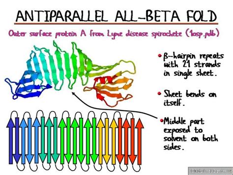 Antiparallel_All-Beta_Fold