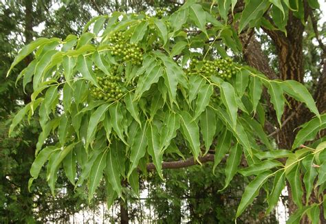 Купить Бархат Амурский (Phellodendron amurense) от 1 999 руб. в ...