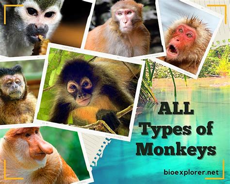 Exploring the 34 Monkey Species in Asia – Nature Blog Network