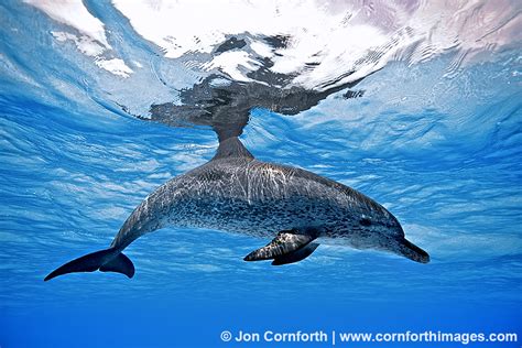 Atlantic Spotted Dolphin 21 Photo Picture Print Cornforth Images