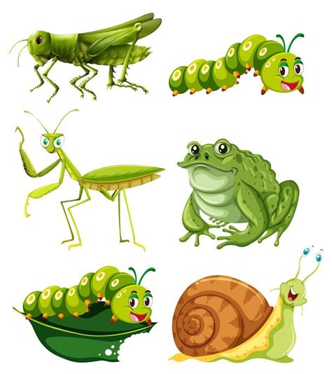 Different types of insects in green color | Types of insects, Green ...