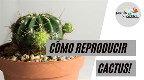 Reproducci N De Cactus Con Un M Todo F Cil Y R Pido Para Cada Tipo