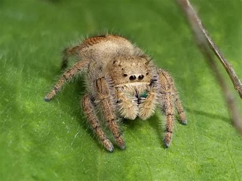 Texas Spiders Pictures And Spider Identification Help