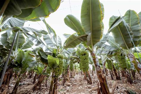 The Role of Growth Regulators in Fruit Farming: 10 Best Types of Growth ...