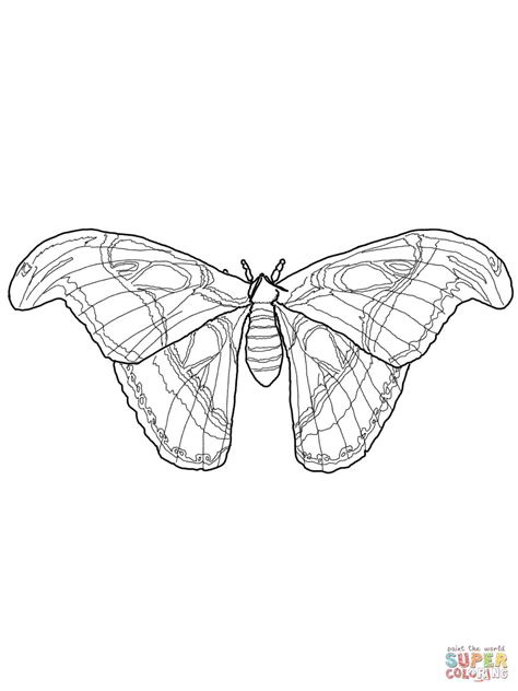 Simple Moth Coloring Pages