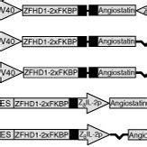 In Vivo Analysis Of Regulated Angiostatin Aav Vectors A Diagram Of