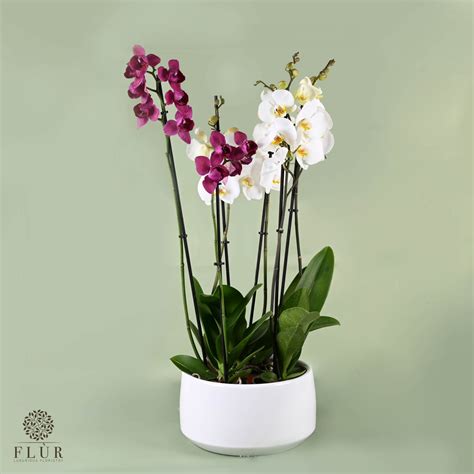 Magical Orchid Fl R Florsitry Delivery All Over Lebanon