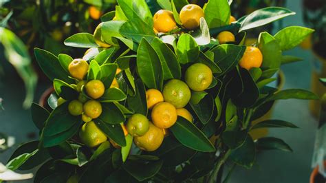 Calamansi Fruit