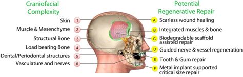 Craniofacial Structures And Potential For Regenerative Repair