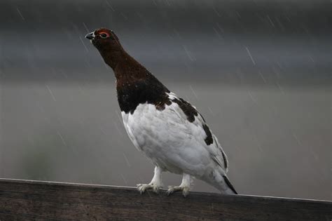 Willow Ptarmigan A Male Willow Ptarmigan The Alaska State Flickr