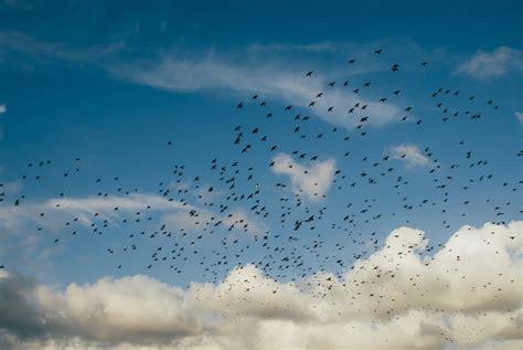 1680x1050 Wallpaper Flocks Of Birds Flying Under Clouds Peakpx