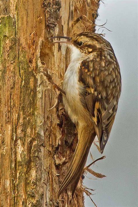 Barnsley Bird Sightings