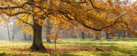 Beautiful Oak Tree on Clearing in the Forest in Autumn Stock Image ...