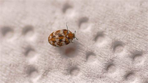 Carpet Beetle Vs Bed Bug Whats The Difference Angi