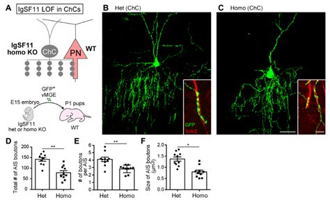 Igsf11 Homophilic Adhesion Proteins Promote Layer Specific Synaptic