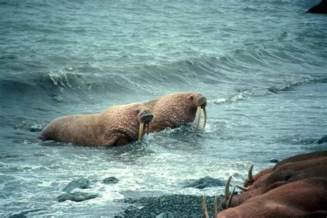 Walrus Vs Killer Whale Battles Comic Vine