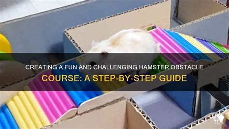 Creating A Fun And Challenging Hamster Obstacle Course A Step By Step