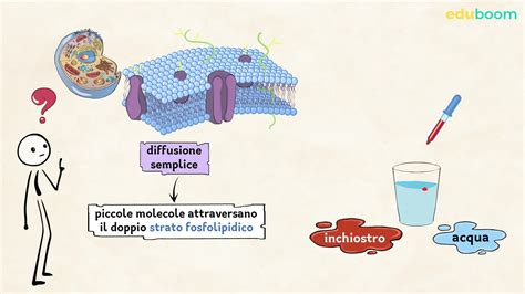 Il Passaggio Di Sostanze Attraverso La Membrana Plasmatica Parte I